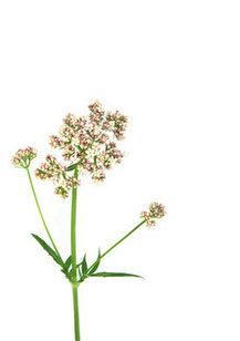 U t/m Z etherische olie