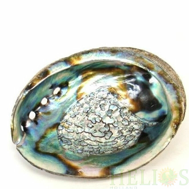 Abalone smudge schelp