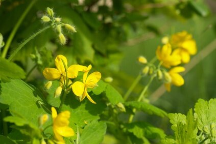 Chelidonium tinctuur 