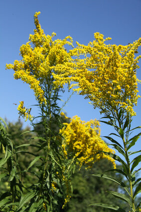 Solidago Virgaurea tinctuur