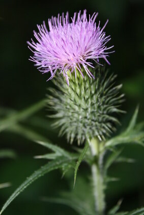 Carduus Marianum tinctuur