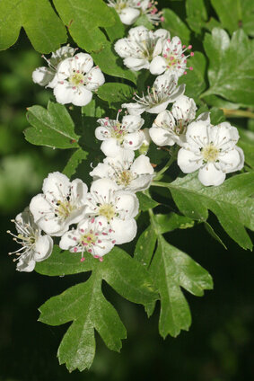 Crataegus tinctuur