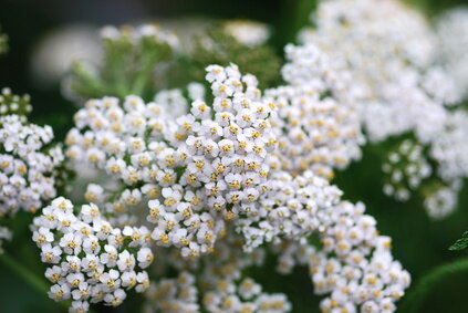 Achillea Millefolium tinctuur