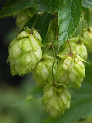 Humulus Lupulus tinctuur