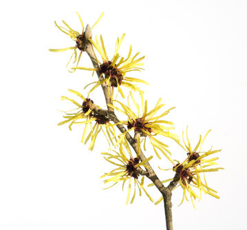 Hamamelis hydrolaat