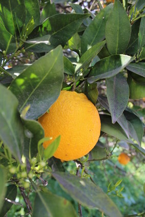 Oranjebloesem hydrolaat