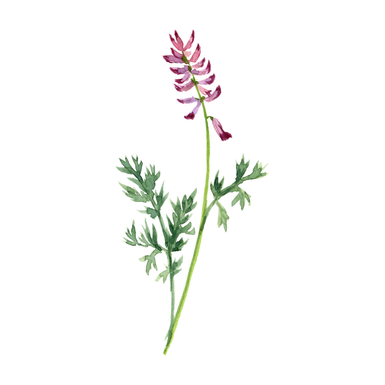 Fumaria officinalis tinctuur