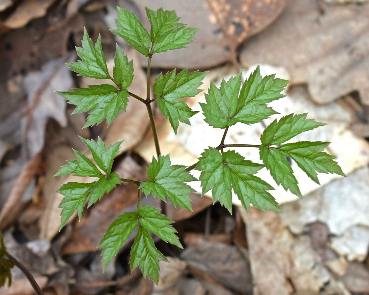 Caulophyllum tinctuur