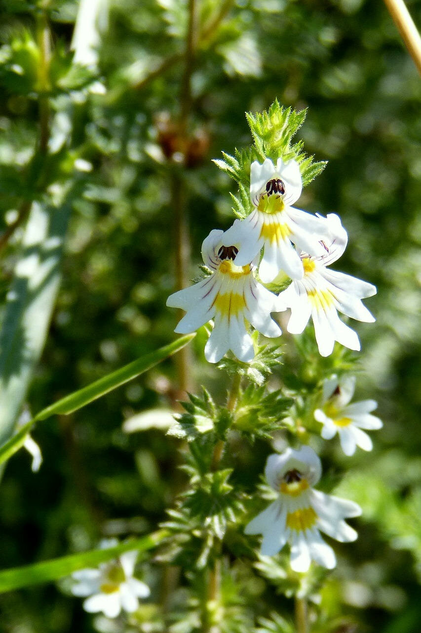 Euphrasia Officinale tinctuur