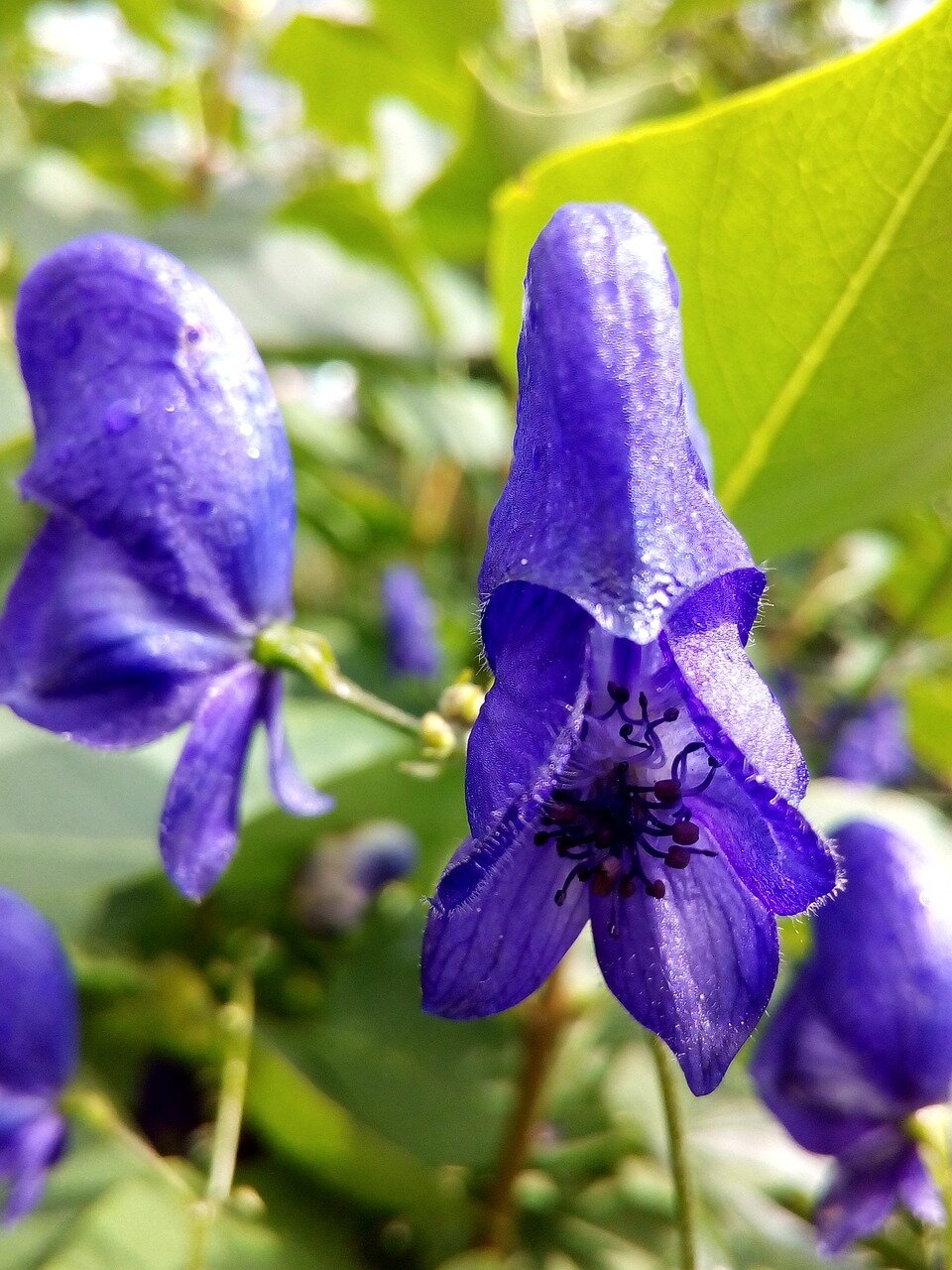 Scutellaria laterifolia teinture