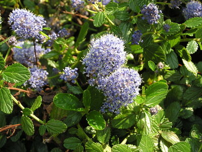 500ml Ceanothus Americanus tinctuur