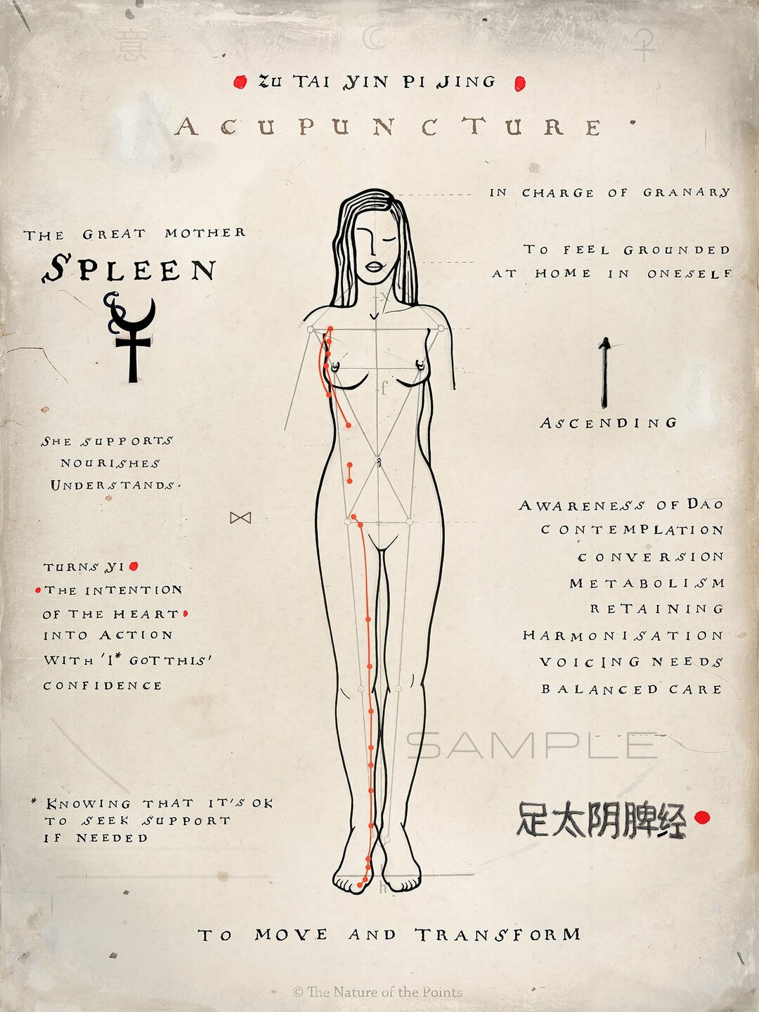 Meridian Poster - Spleen XII