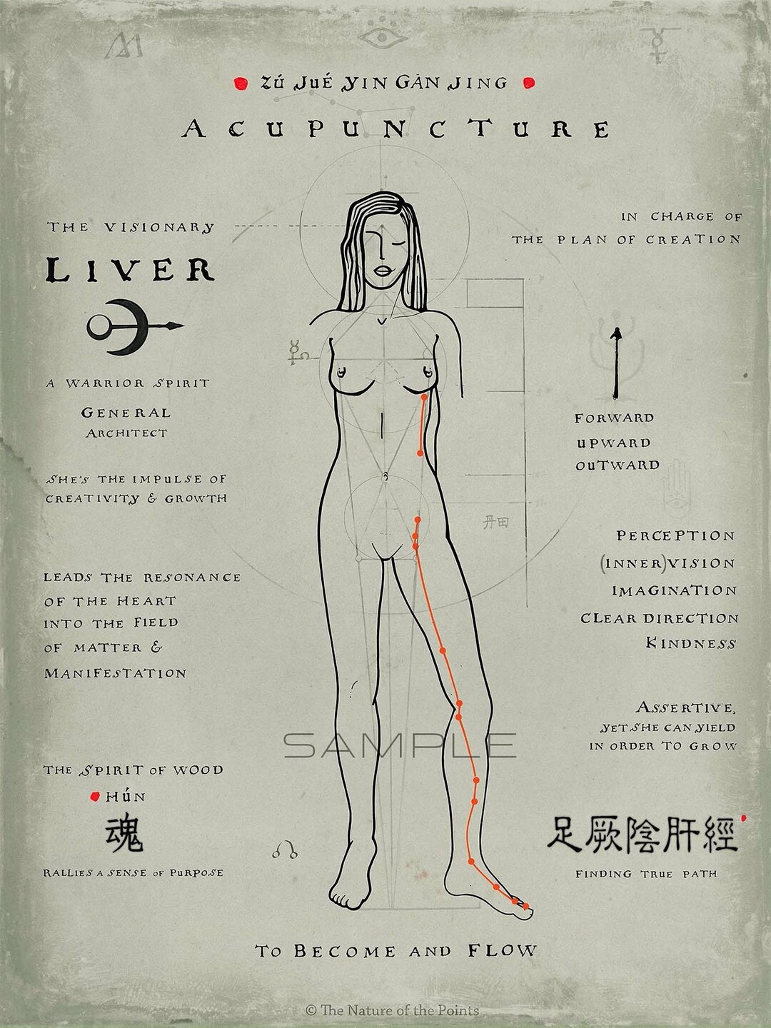 Meridian Poster - Liver