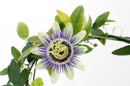 500ml Passiflora Incarnata tinctuur 