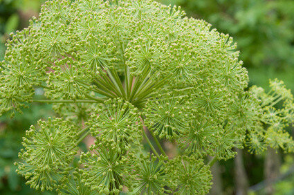 Angelica Archangelica - Engelwortel tinctuur 