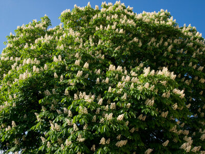 Aesculus Hippocastanum tinctuur