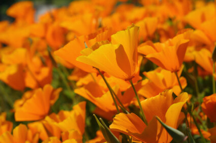 Escholzia californica tinctuur