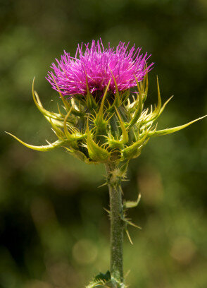 silybum marianum extract alcoholvrij