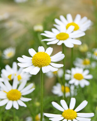 Matricaria Chamomilla tinctuur