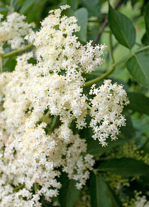 Sambucus Nigra tinctuur