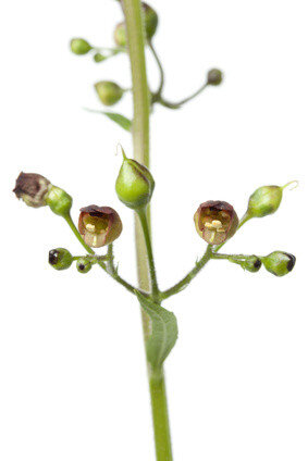 Scrophularia Nodosa tinctuur