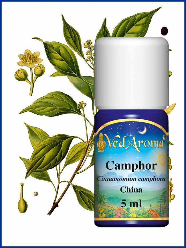 wilde camphor