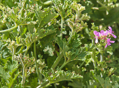 Geranium etherische olie