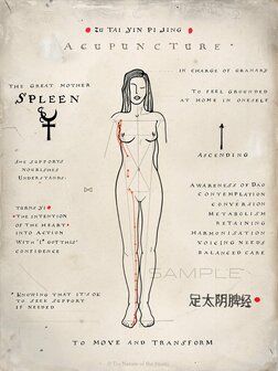 Meridian Poster - Spleen XII