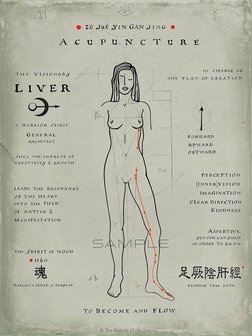 Meridian Poster - Liver