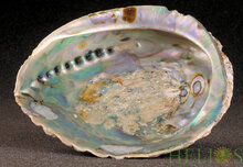 Abalone Smudge Schelp Extra Large