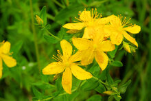 Hypericum Perforatum tinctuur