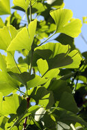 Ginkgo biloba tinctuur