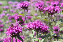 Monarda Didyma tinctuur