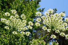 Engelwortel etherische olie