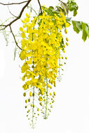 Cassia (chinese kaneel) etherische olie