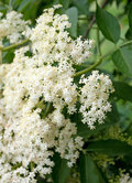 Elderberry tincture