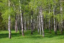 Betula pendula tinctuur  