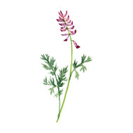 Fumaria officinalis tinctuur