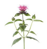 Monarda Didyma tinctuur