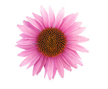 Echinacea Purpurea tinctuur 