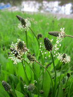 Plantago lancelota tinctuur