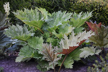 Rheum palmatum Rheum officinale  Tinctuur