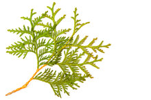 Thuja Occidentalis tincture