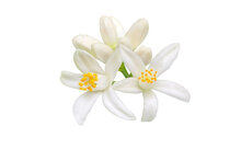 Neroli / Oranjebloesem etherische olie