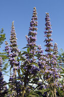 Agnus Castus tinctuur Kuisboom