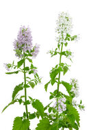 Nepeta Cataria tinctuur