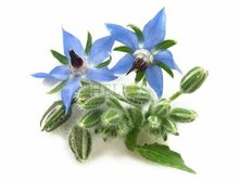 Borage olie