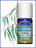 biologische eucalyptus radiata olie