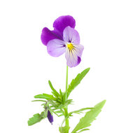 Viola Tricolora tinctuur