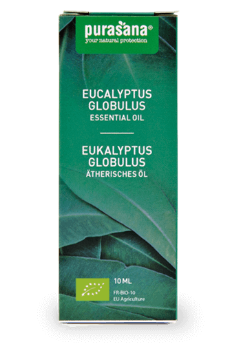 Eucalyptus globulus